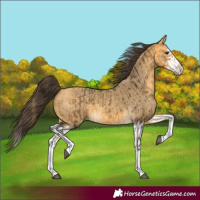 Horse Color:Buckskin Splash and Amber Cream Champagne Splash