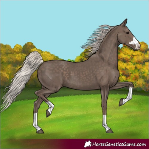 Horse Color:Silver Black 