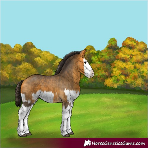 Horse Color:Buckskin Splash  and Buckskin Splash 