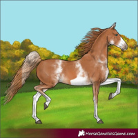 Horse Color:White Spotted Chestnut Frame 
