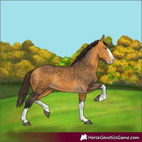 Horse Color:Buckskin Splash and Buckskin Splash