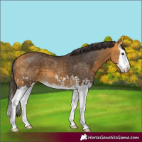 Horse Color:Buckskin Splash and Buckskin Splash