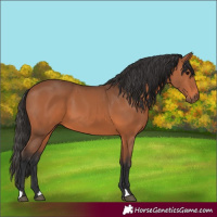 Horse Color:Bay 
