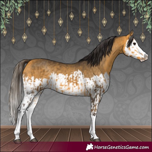 Horse Color:Buckskin Splash and Buckskin Splash