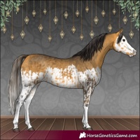 Horse Color:Buckskin Splash  and Buckskin Splash 