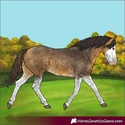 Horse Color:Buckskin Splash  and Buckskin Splash 