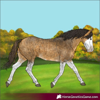 Horse Color:Buckskin Splash  and Buckskin Splash 