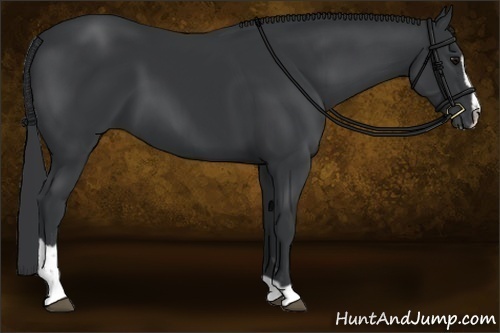 Horse Color:Black Sabino 
