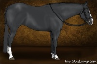 Horse Color:Black Sabino 