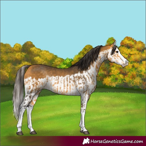 Horse Color:Buckskin Splash and Buckskin Splash