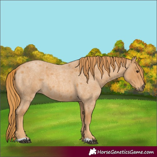 Horse Color:Red Roan 
