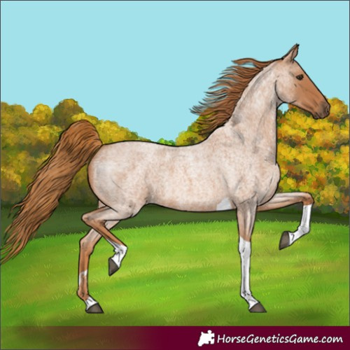 Horse Color:Red Roan Tobiano 