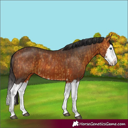 Horse Color:Buckskin Splash and Bay Splash