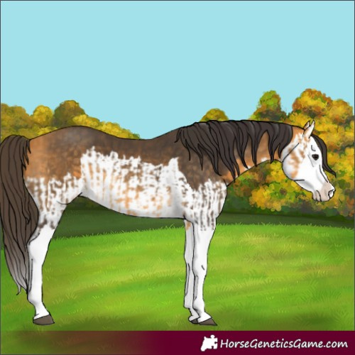 Horse Color:Buckskin Splash  and Buckskin Splash 
