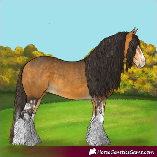 Horse Color:Buckskin Splash and Buckskin Splash