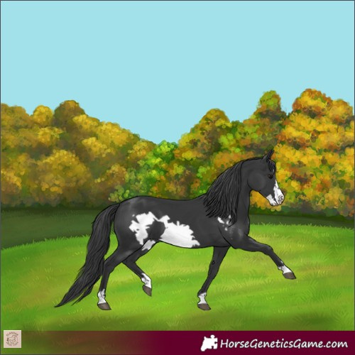 Horse Color:Black Frame 