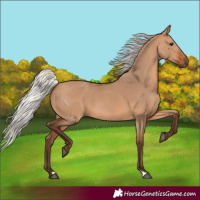 Horse Color:Silver Bay Dun 