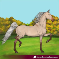 Horse Color:Silver Bay Dun