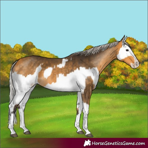 Horse Color:Buckskin Splash  and Silver Buckskin Splash 