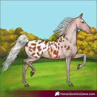 Horse Color:Silver Bay Appaloosa 