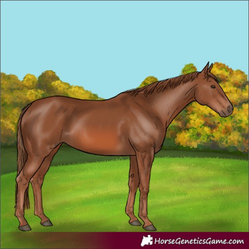 Horse Color:Chestnut 