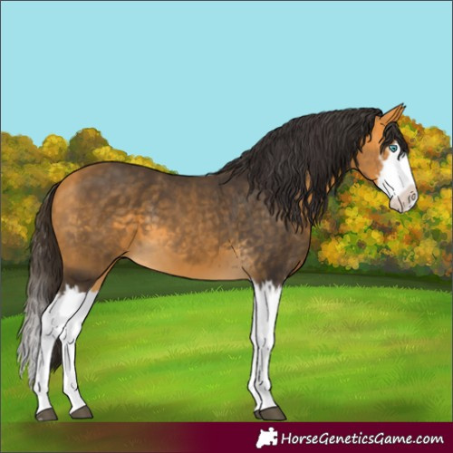 Horse Color:Buckskin Splash and Buckskin Splash