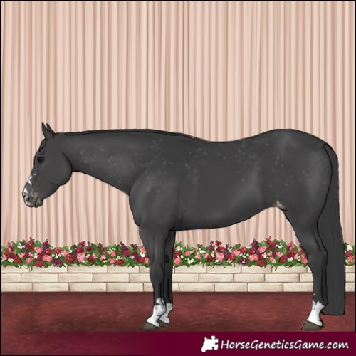 Horse Color:Black Appaloosa 