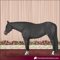 Horse Color:Black Appaloosa 