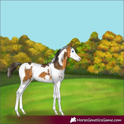 Horse Color:Buckskin Splash  and Buckskin Splash 
