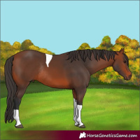 Horse Color:Bay Tobiano Rabicano 