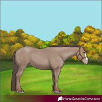 Horse Color:Classic Champagne Splash