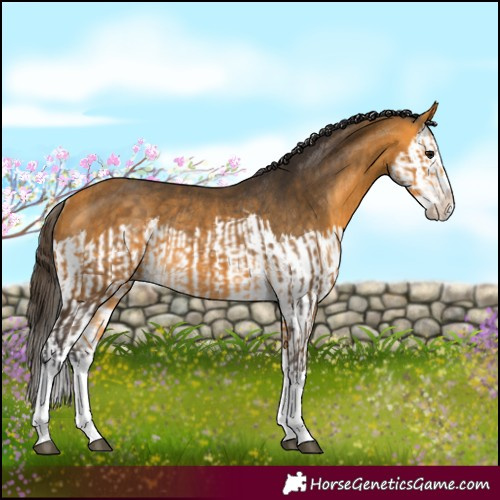 Horse Color:Buckskin Splash and Buckskin Splash Rabicano