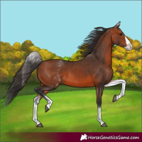 Horse Color:White Spotted Bay Splash
