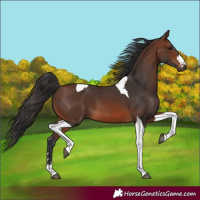 Horse Color:Brown Tobiano 
