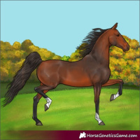 Horse Color:Bay Tobiano 