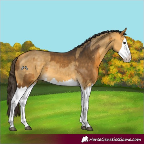 Horse Color:Buckskin Splash  and Buckskin Dun Splash 