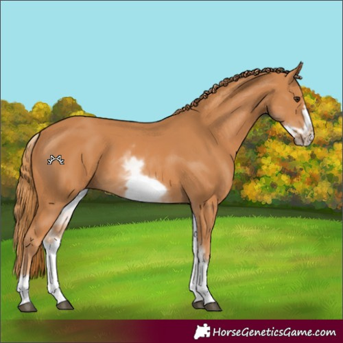 Horse Color:White Spotted Chestnut Frame 