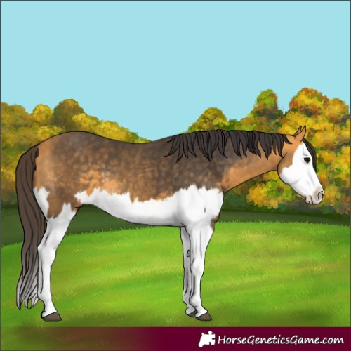 Horse Color:Buckskin Splash  and Buckskin Splash 