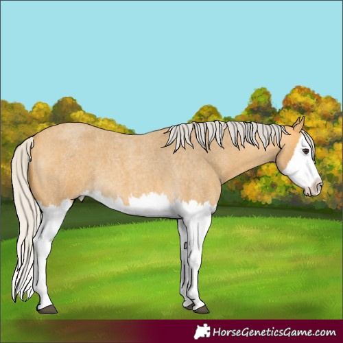 Horse Color:Silver Buckskin Roan Splash 