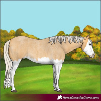 Horse Color:Silver Buckskin Roan Splash