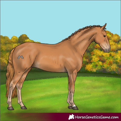 Horse Color:Chestnut 