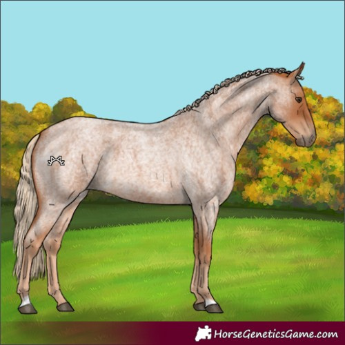Horse Color:Red Roan 