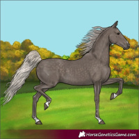 Horse Color:Silver Black 