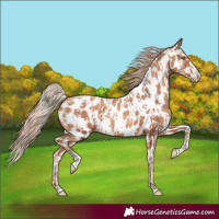 Horse Color:Gold Champagne Near Leopard  and Gold Champagne Splash Near Leopard 