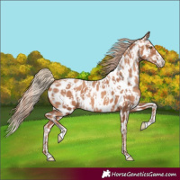 Horse Color:Gold Champagne Appaloosa  and Gold Champagne Splash Appaloosa 
