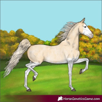 Horse Color:Palomino Roan Splash 