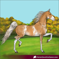 Horse Color:White Spotted Palomino