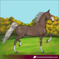 Horse Color:Silver Black 