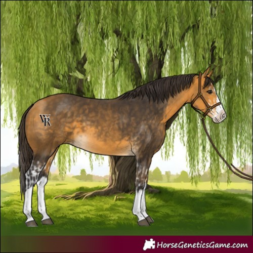 Horse Color:Buckskin Splash and Buckskin Splash