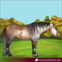 Horse Color:Buckskin and Gray Buckskin